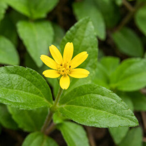 Straggler Daisy, Horseherb, Lawnflower, Creeping Cinderella-weed, Creeping Cinderella Weed, Prostrate Lawnflower, Hierba Del Caballo, Sprawling Horseweed.​​​​​​