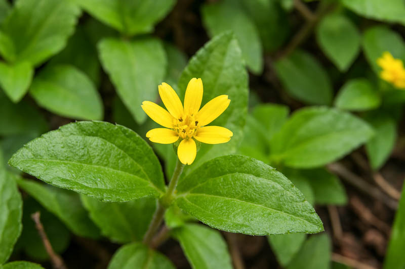 Straggler Daisy, Horseherb, Lawnflower, Creeping Cinderella-weed, Creeping Cinderella Weed, Prostrate Lawnflower, Hierba Del Caballo, Sprawling Horseweed.​​​​​​