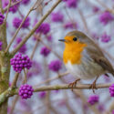 american robin perched on an American beautyberry branch
