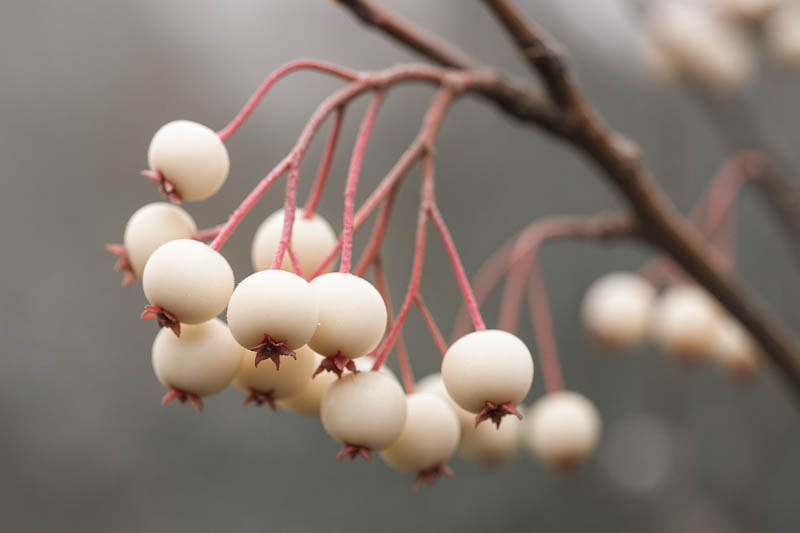 Rowan Tree, White berries, Kashmir Rowan, Sorbus cashmiriana