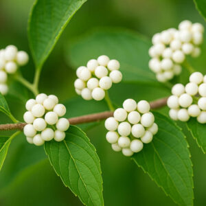 White Berries, Japanese Beautyberry, White Japanese Beautyberry, Callicarpa japonica Leucocarpa