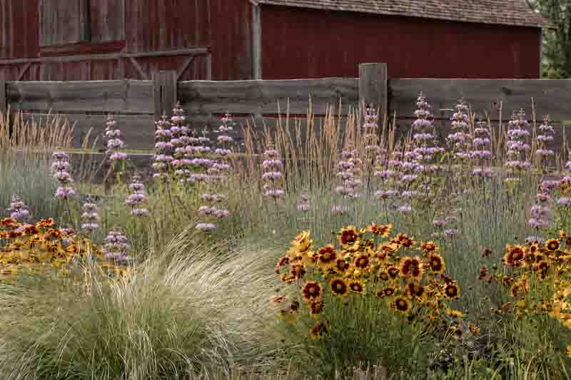 Coreopsis tinctoria, Monarda citriodora, Nassella tenuissima, and Schizachyrium scoparium