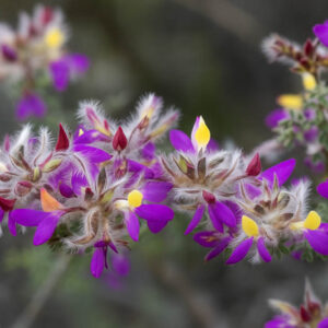 Featherplume, Feather Plume, Feather Dalea, Feathery Dalea, Indigo Bush, Pea Bush, Indigobush