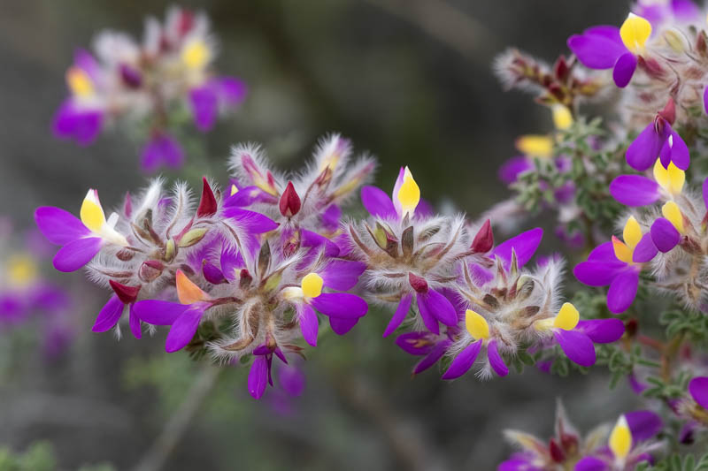Featherplume, Feather Plume, Feather Dalea, Feathery Dalea, Indigo Bush, Pea Bush, Indigobush