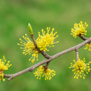 Foresteria pubescens flowers