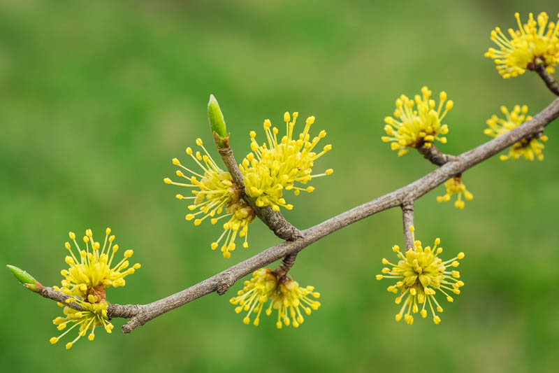 Foresteria pubescens flowers
