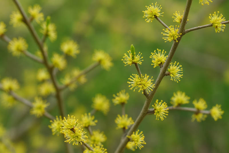 Foresteria pubescens flowers