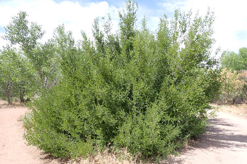 Stretchberry, Desert Olive, Tanglewood, Devil's Elbow, Elbow Bush, Spring Goldenglow, Spring Herald, New Mexico Privet, Texas Forsythia