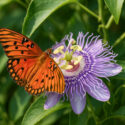 Texas butterfly Host plants, Passiflora incarnata and Fritillary butterfly