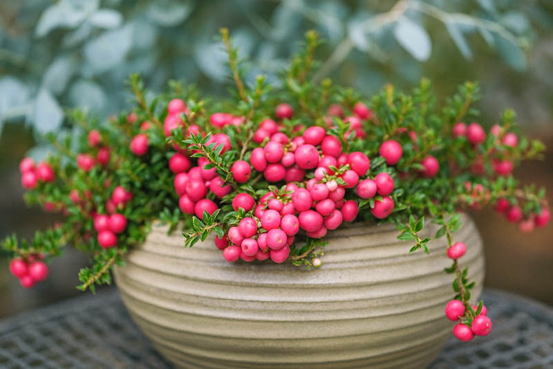 Prickly Heath, Chaura, Murtillo, Chilean Pernettya, Lily Of The Valley Tree, Pink Snowdrop, Gaultheria mucronata