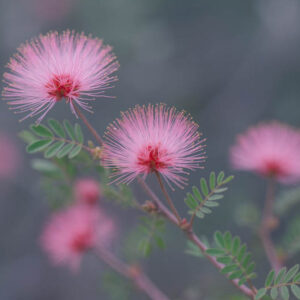Fragrant Mimosa, Pink Mimosa, Catclaw Mimosa, Sensitive Mimosa, Mimosa borealis