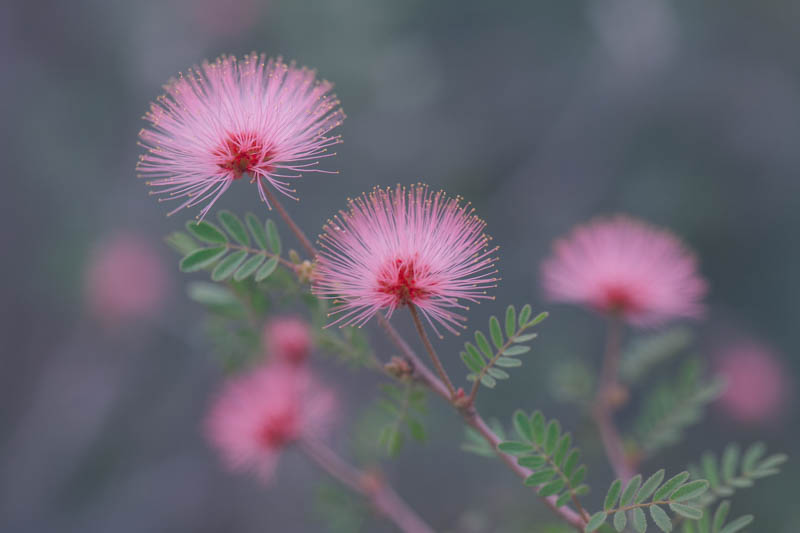Fragrant Mimosa, Pink Mimosa, Catclaw Mimosa, Sensitive Mimosa, Mimosa borealis