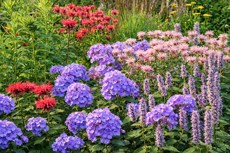 Summer Pollinator Border with Bee Balm, Garden Phlox, and Anise Hyssop, Monarda, Phlox paniculata, Agastache