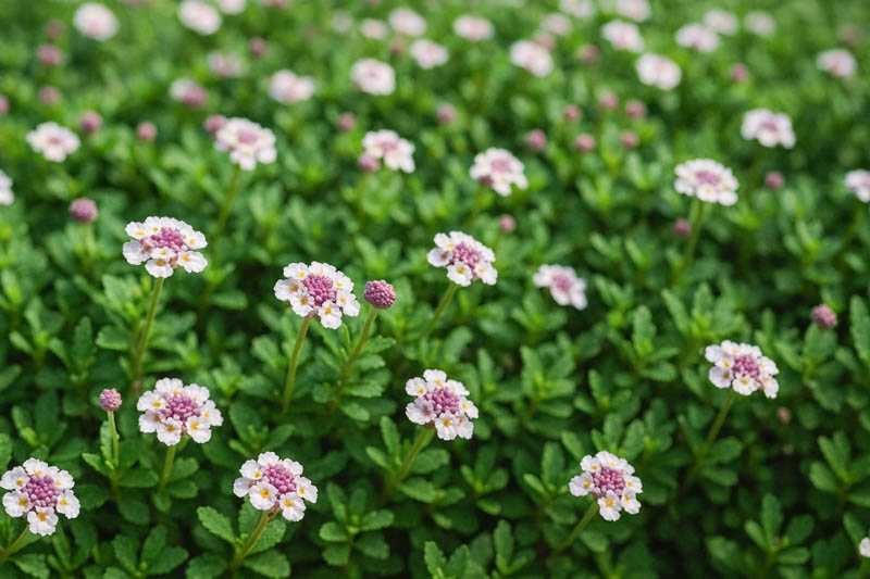Frogfruit, Frog Fruit, Turkey Tangle Frogfruit, Turkey Tangle Fogfruit, Sawtooth Fogfruit, Turkey Tangle, Capeweed, Matchweed, Common Lippia, Texas Frogfruit,