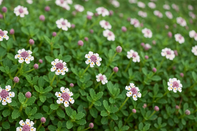 Frogfruit, Frog Fruit, Turkey Tangle Frogfruit, Turkey Tangle Fogfruit, Sawtooth Fogfruit, Turkey Tangle, Capeweed, Matchweed, Common Lippia, Texas Frogfruit,