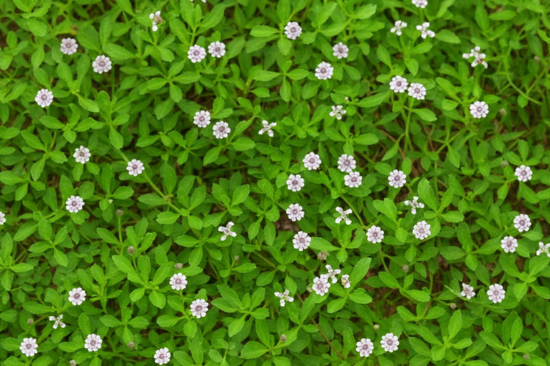 Frogfruit, Frog Fruit, Turkey Tangle Frogfruit, Turkey Tangle Fogfruit, Sawtooth Fogfruit, Turkey Tangle, Capeweed, Matchweed, Common Lippia, Texas Frogfruit,