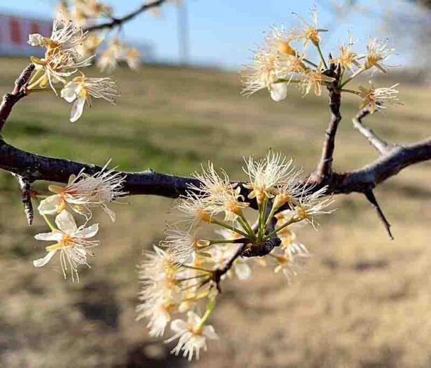 Prunus mexicana, Mexican Plum, Bigtree Plum, Inch Plum, Fall Plum