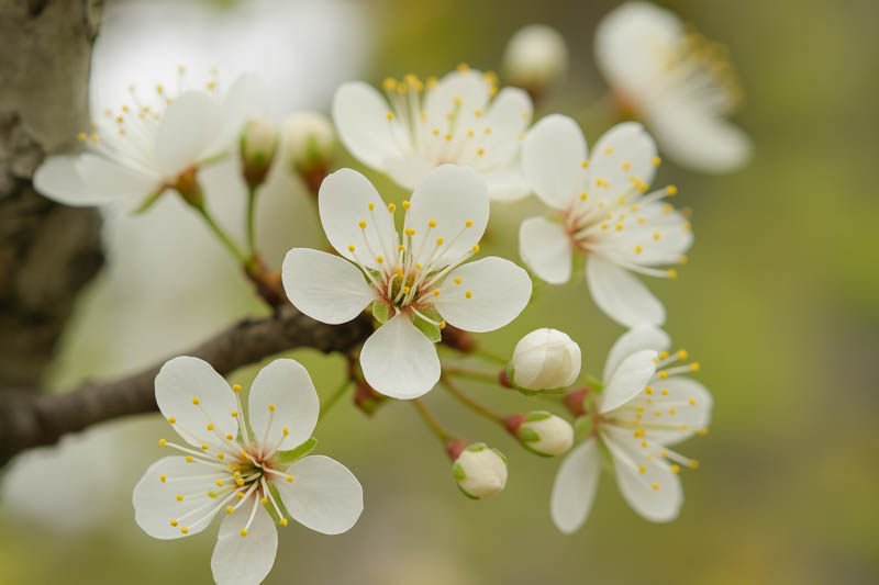 Prunus mexicana, Mexican Plum, Bigtree Plum, Inch Plum, Fall Plum