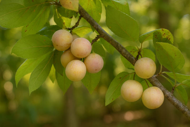 Prunus mexicana, Mexican Plum, Bigtree Plum, Inch Plum, Fall Plum