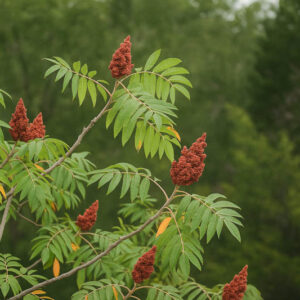 Prairie Flameleaf Sumac, Flameleaf Sumac, Prairie Sumac, Texan Sumac, Texas Sumac, Prairie Shining Sumac, Lance-leaf Sumac, Lance-leaved Sumac, Limestone Sumac, Western Sumac, Dwarf Sumac, Tree Sumac, Rhus lanceolata