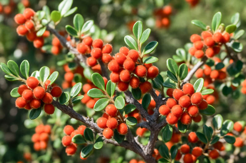 Littleleaf Sumac, Little-leaf Sumac, Desert Sumac, Scrub Sumac, Correosa, Agritos, Small-leaf Sumac