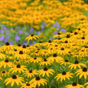 Rudbeckia Fulgida, Black-Eyed Susan, Showy Black-Eyed Susan, Orange Coneflower, Newman's Coneflower, Deam's Coneflower, late summer perennial, golden flowers, yellow perennial