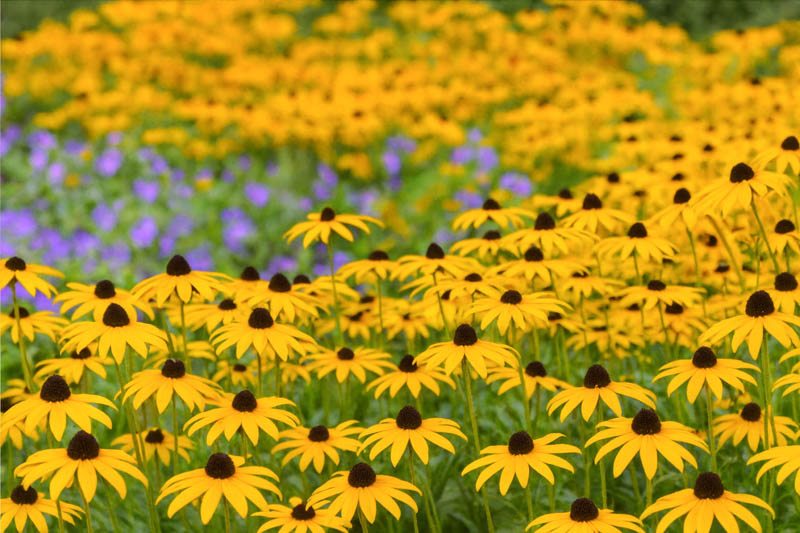 Rudbeckia Fulgida, Black-Eyed Susan, Showy Black-Eyed Susan, Orange Coneflower, Newman's Coneflower, Deam's Coneflower, late summer perennial, golden flowers, yellow perennial
