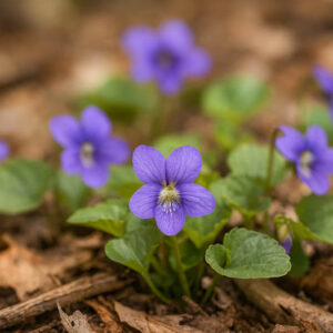 Missouri Violet, Common Blue Violet, Missouri Blue Violet