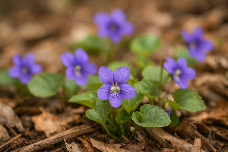 Missouri Violet, Common Blue Violet, Missouri Blue Violet