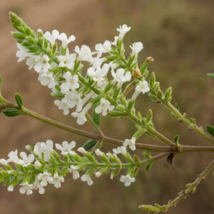 Aloysia gratissima, Whitebrush, Beebrush, Bee Brush, Texas Whitebrush