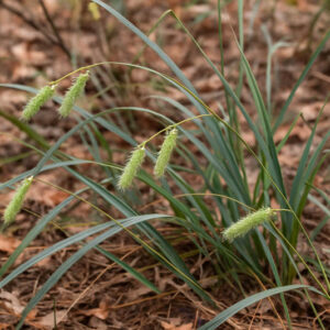 Southern Waxy Sedge, Blue Sedge, Clustered Sedge, Blue Wax Sedge, Waxy Sedge, carex glaucescens
