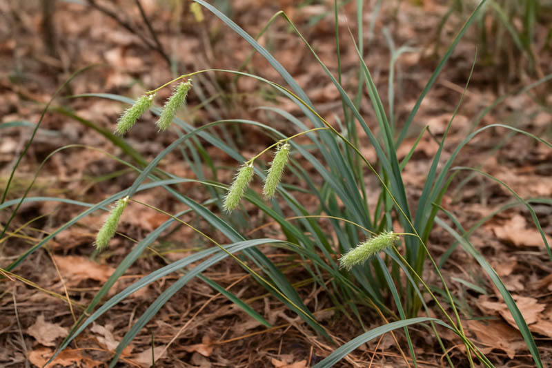 Southern Waxy Sedge, Blue Sedge, Clustered Sedge, Blue Wax Sedge, Waxy Sedge, carex glaucescens