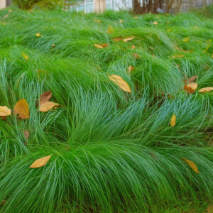 Leavenworth’s Sedge, Lawn Sedge, Carex leavenworthii