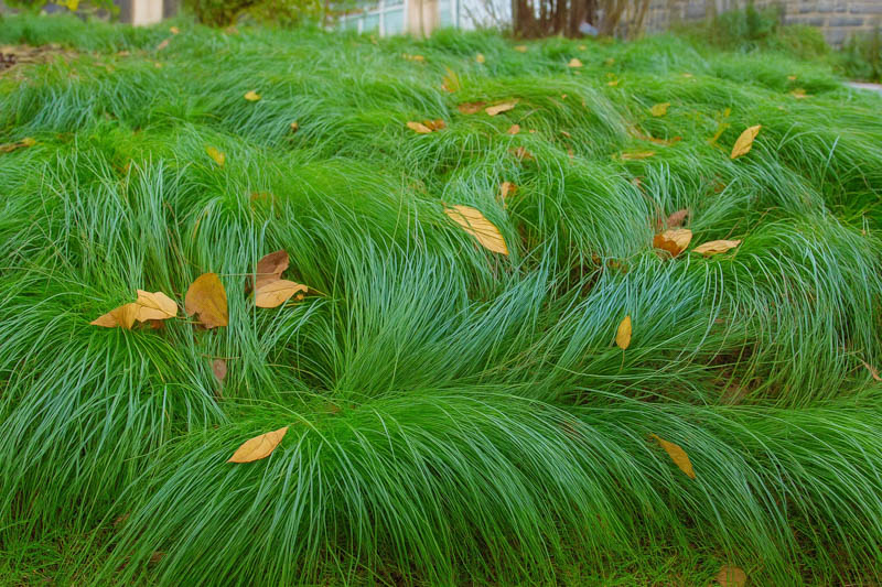 Leavenworth’s Sedge, Lawn Sedge, Carex leavenworthii