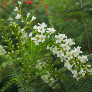 Texas Kidneywood, Kidneywood, Bee-brush, Vara Dulce, Texas Bee-brush, Texas Kidney Bush, eysenhardtia texana flowers