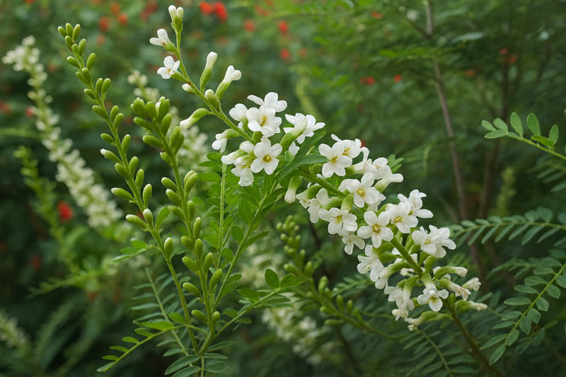 Texas Kidneywood, Kidneywood, Bee-brush, Vara Dulce, Texas Bee-brush, Texas Kidney Bush, eysenhardtia texana flowers