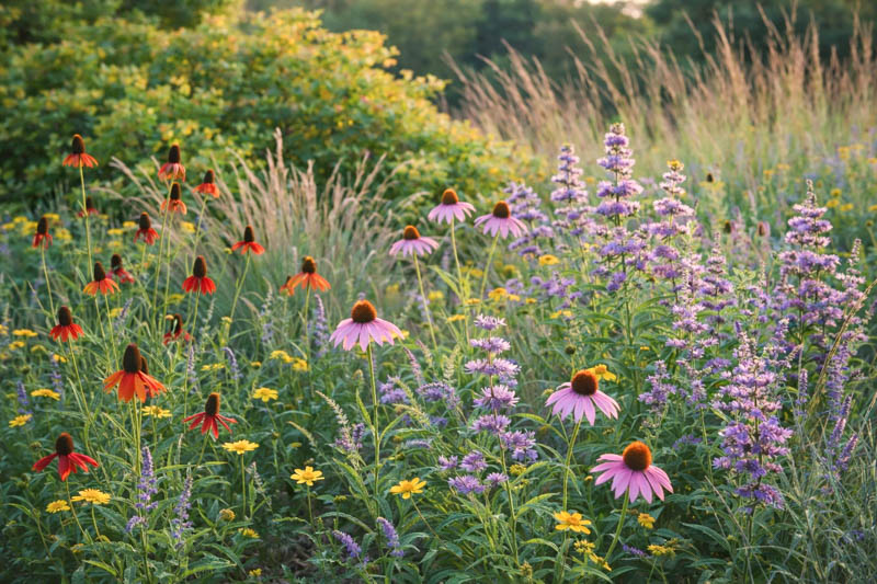 Texas prairie garden using Monarda, Mexican hat, blue sage, coneflowers, Engelmann daisy, Little Bluestem, and fragrant sumac.