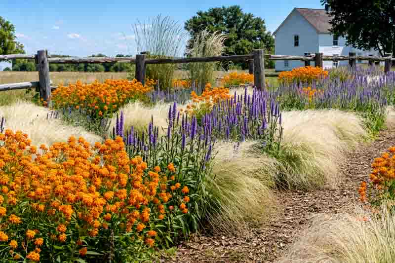 native garden, prairie garden, milkweed, asclepias, hyssop, agastache, stipa, switchgrass