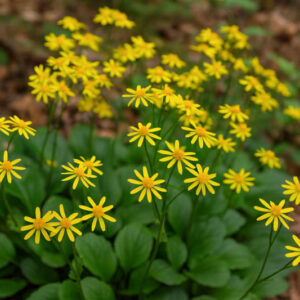 Roundleaf Ragwort, Round-leaved Ragwort, Spoon-leaved Ragwort, Spoonleaf Ragwort, Roundleaf Groundsel, Roundleaf Groundsel, Running Groundsel, Running Ragwort, Squaw Weed