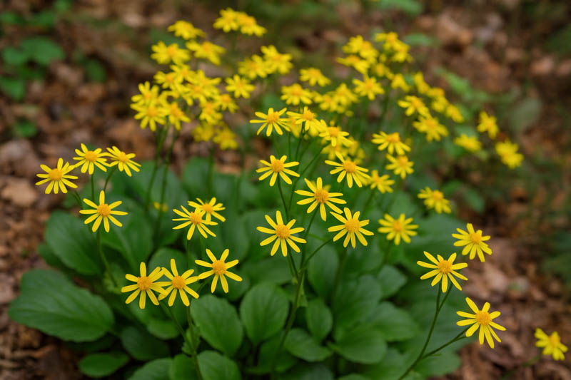Roundleaf Ragwort, Round-leaved Ragwort, Spoon-leaved Ragwort, Spoonleaf Ragwort, Roundleaf Groundsel, Roundleaf Groundsel, Running Groundsel, Running Ragwort, Squaw Weed