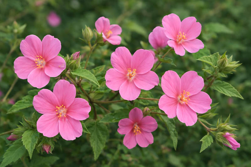 Rock Rose, Rose Pavonia, Rose Mallow, Texas Swampmallow, Texas Rockrose, Wright’s Pavonia, Pavonia Mallow, Rock Rose Mallow, Pavonia wrightii.
