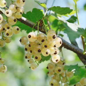Ribes niveum: Snowy Gooseberry, White-flowered Gooseberry, Snow Currant, Snow Gooseberry, Snake River Gooseberry, Slender Branched Gooseberry