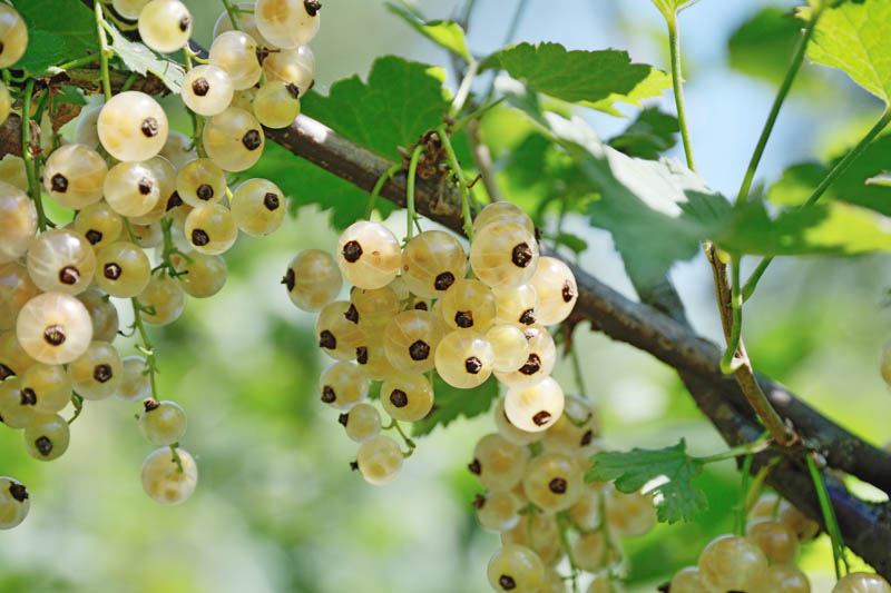Ribes niveum: Snowy Gooseberry, White-flowered Gooseberry, Snow Currant, Snow Gooseberry, Snake River Gooseberry, Slender Branched Gooseberry