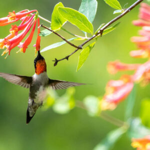 Ruby-Throated Hummingbird drinking nectar from a Lonicera Major Wheeler flower (Coral Honeysuckle)