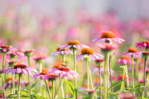 Native gardens, Native garden ideas, native garden design, echinacea, coneflower