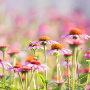 Native gardens, Native garden ideas, native garden design, echinacea, coneflower
