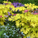 Shade Garden Idea with bleeding heart, forget me not and creeping phlox