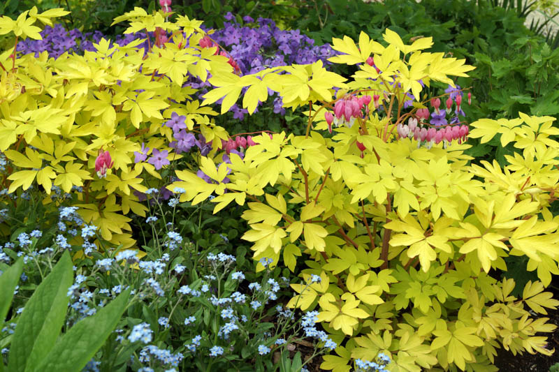 Shade Garden Idea with bleeding heart, forget me not and creeping phlox