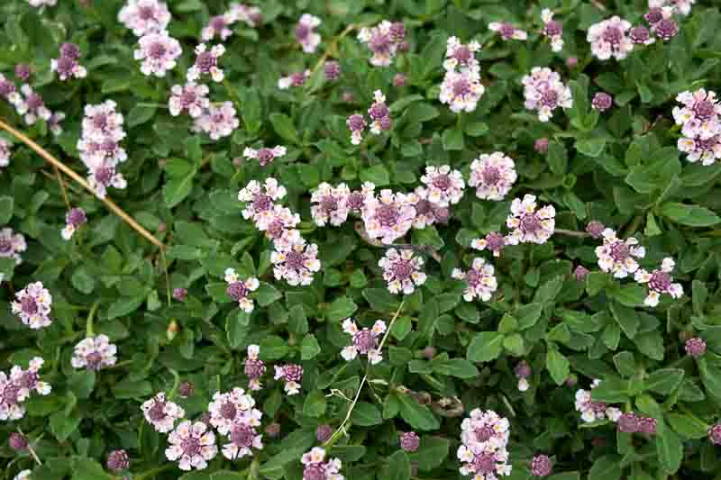 Frogfruit, Frog Fruit, Turkey Tangle Frogfruit, Turkey Tangle Fogfruit, Sawtooth Fogfruit, Turkey Tangle, Capeweed, Matchweed, Common Lippia, Texas Frogfruit,