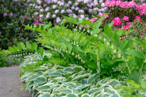 Shade garden, Variegated hosta and Solomon seal, pink rhododendrin and azalea.